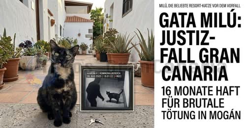 Über 1 Jahr Haftstrafe nach Tötung von …
