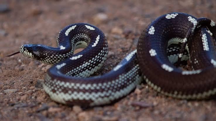 Kalifornischen Königsnatter auf Gran Canaria … 