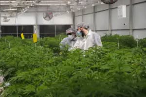 Die erste Ernte von medizinischem Cannabis ..!!!