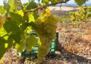 Weinlese auf Gran Canaria hat begonnen …