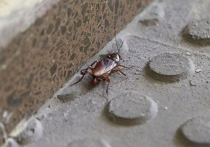 Zwei Mieter in San Sebastián wurden zwangsgeräumt …